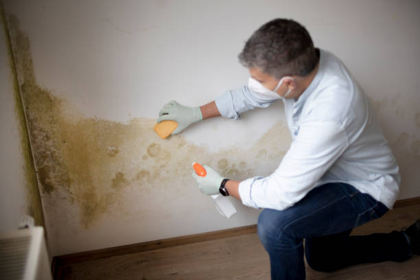 Best Mold Prevention Services  in Coral Gables, FL