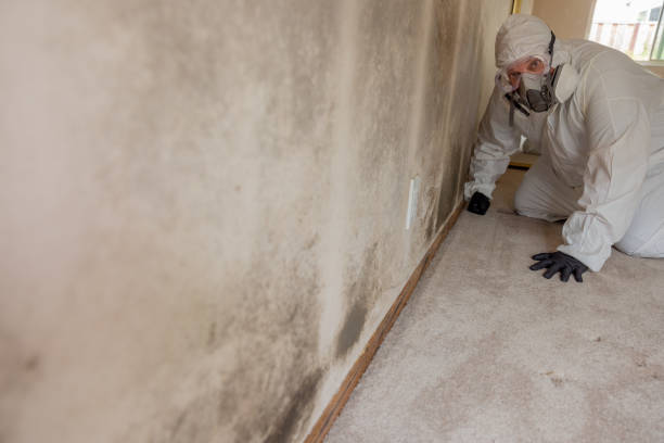 Best Black Mold Removal  in Coral Gables, FL